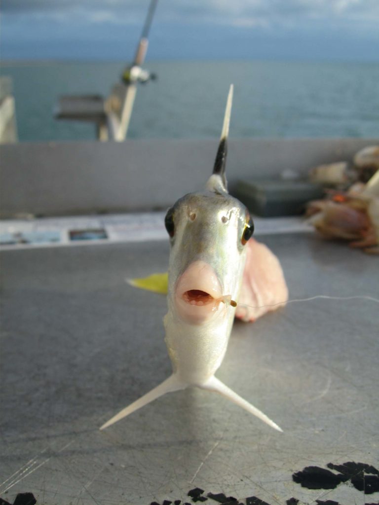 Silver tripodfish
