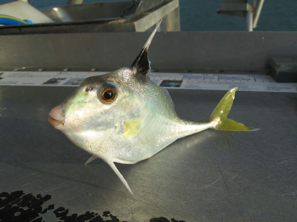 Silver tripodfish