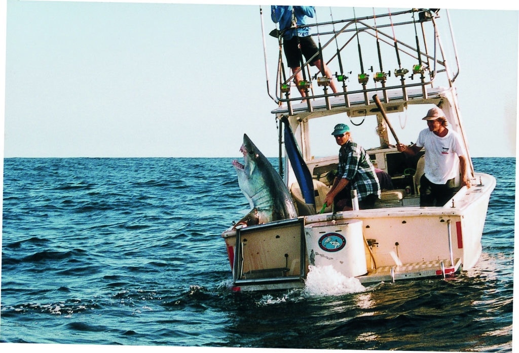 Mako shark inside a fishing boat's cockpit