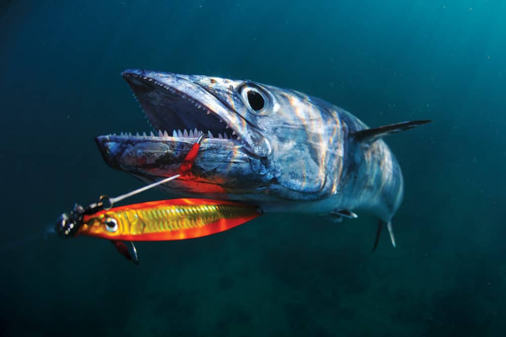 Kingfish underwater caught fishing jig lure