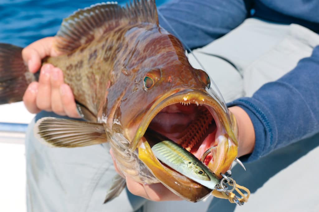 Scamp grouper caught fishing slow-pitch jig