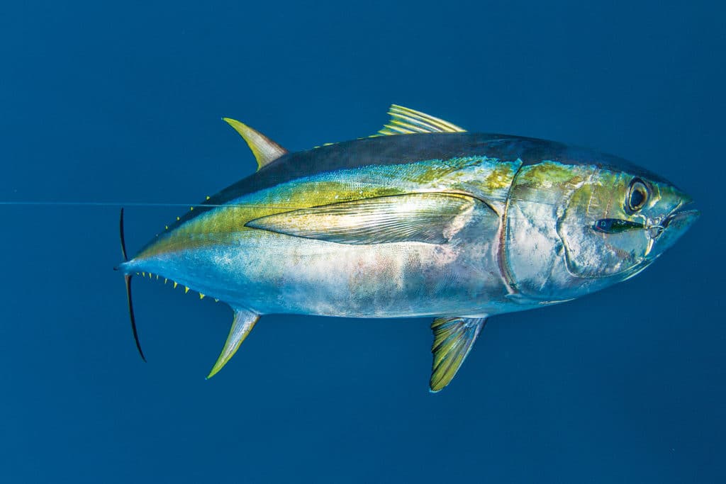 Yellowfin tuna underwater