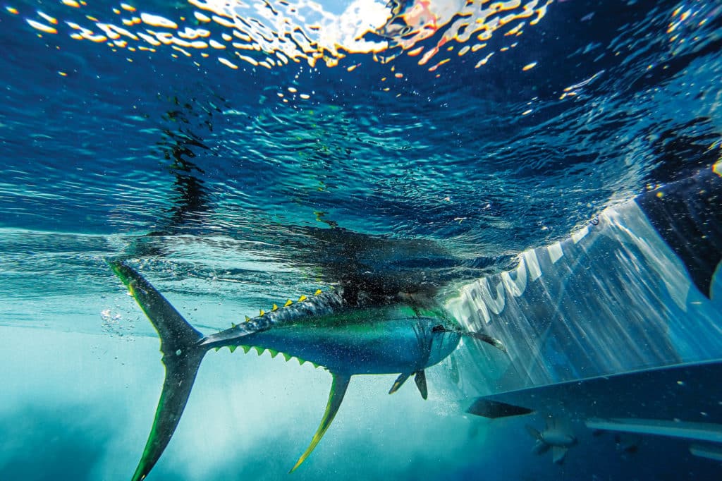 Yellowfin tuna fish caught offshore fishing while trolling