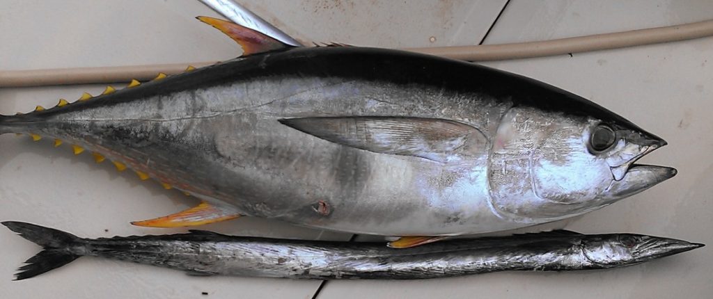 Snake mackerel and yellowfin tuna