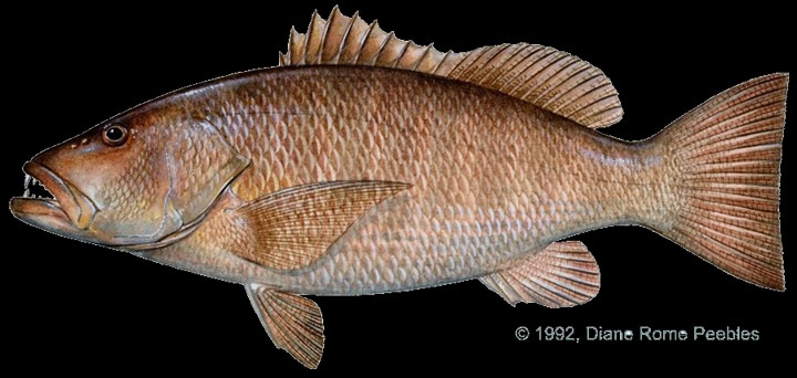 Cubera snapper