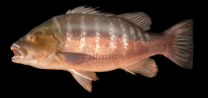 African cubera snapper