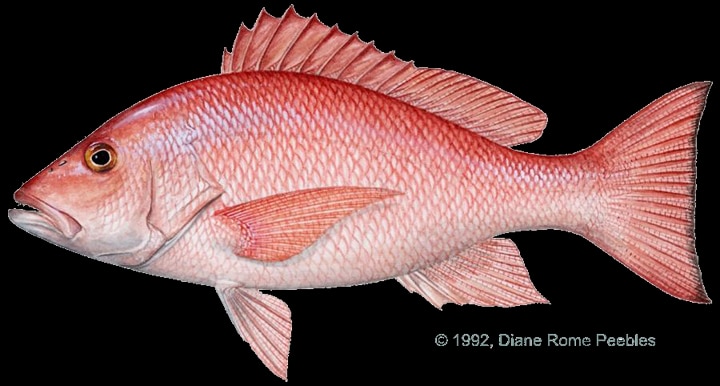 red snapper