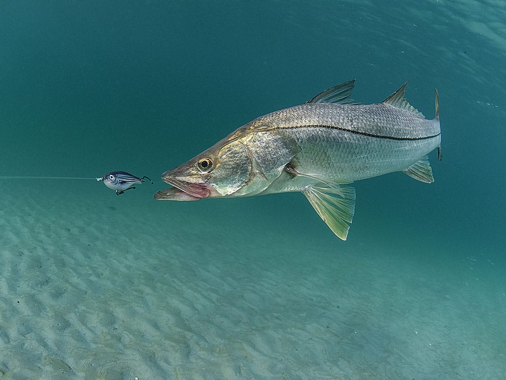 snook striking lure