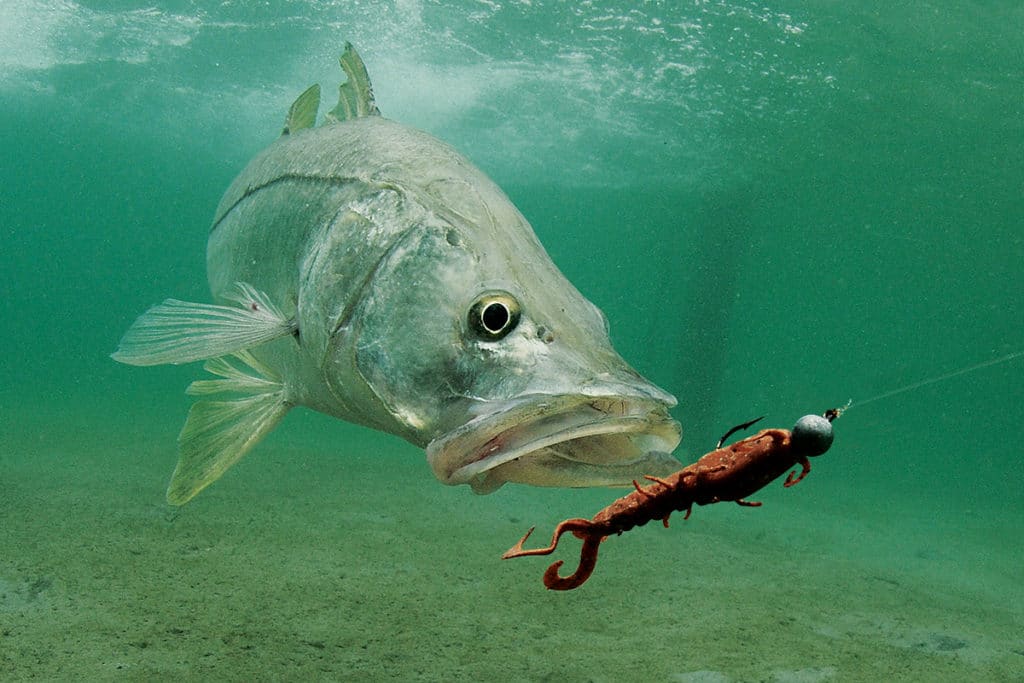 Hard Baits or Soft Baits? How to Know When To Change Lures 