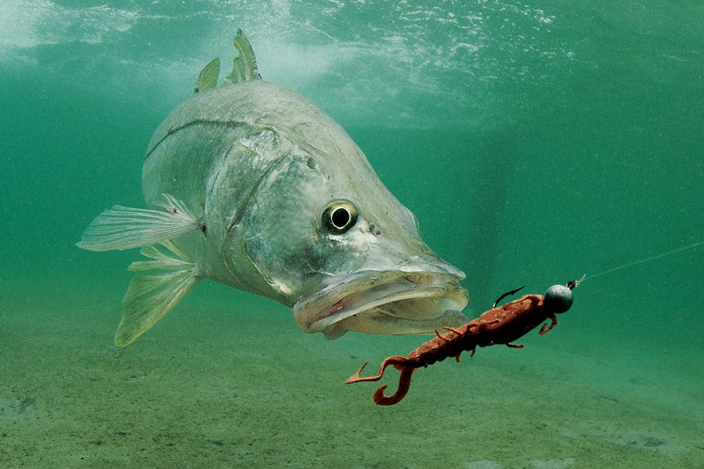 Snook Lures, Fishing Baits for Snook