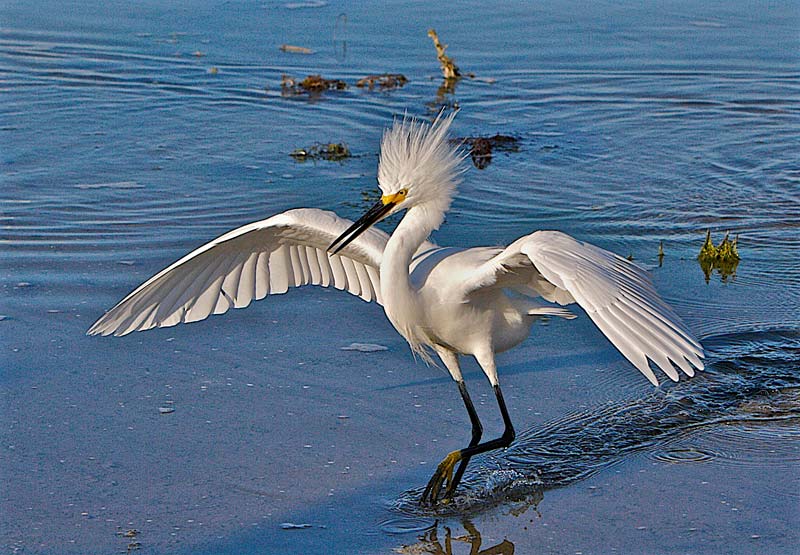 snowy-egret-chasing-bait.jpg