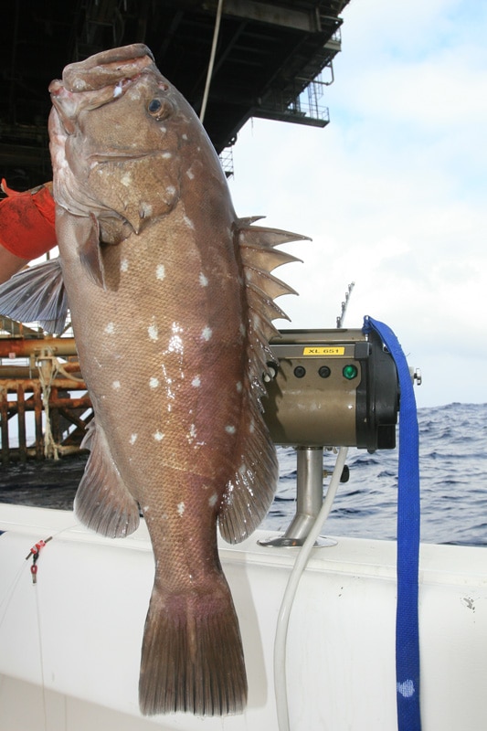 snowy_grouper_gulf_of_mexico_alabama.jpg