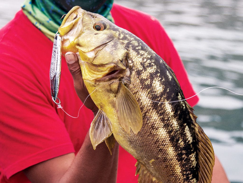 Surface iron calico bass