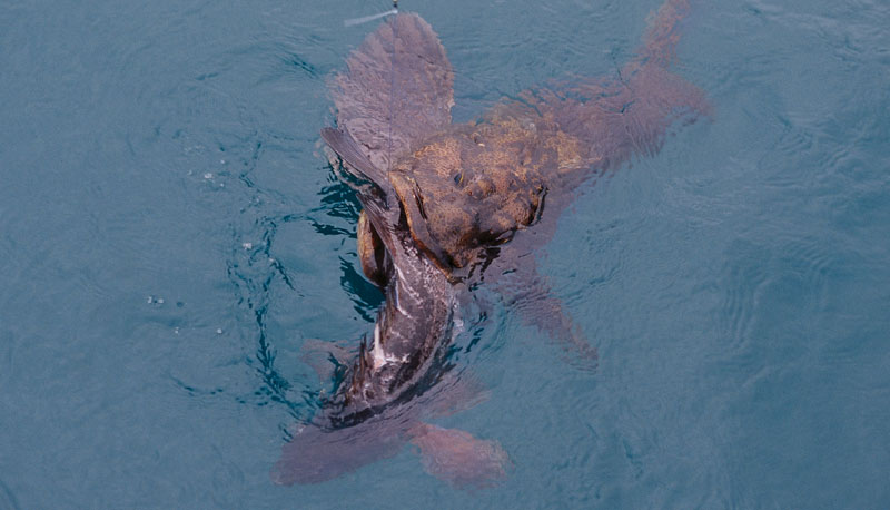 socal-lingcod-bite.jpg