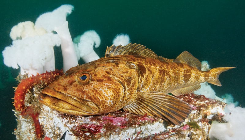 socal-lingcod-bottom.jpg