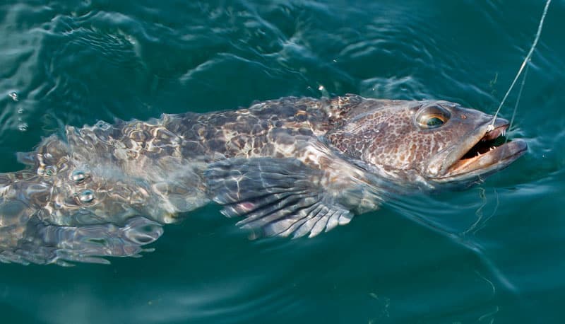 socal-lingcod-in-water.jpg