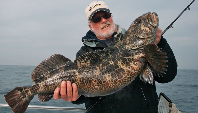 socal-lingcod-main.jpg