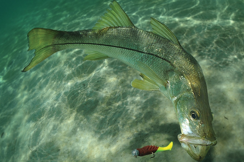 How to Rig Soft Plastic Lures for Salt Water