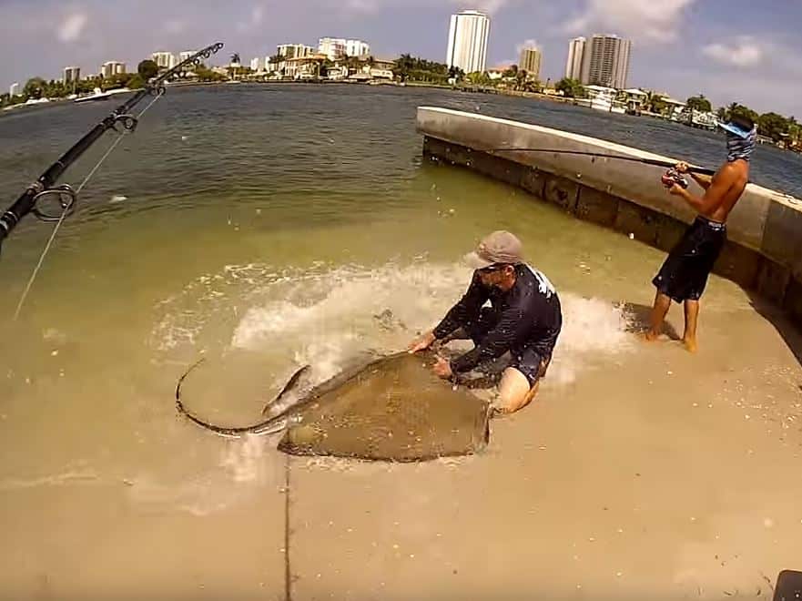 Fisherman holding a giant ray caught fishing on rod and reel