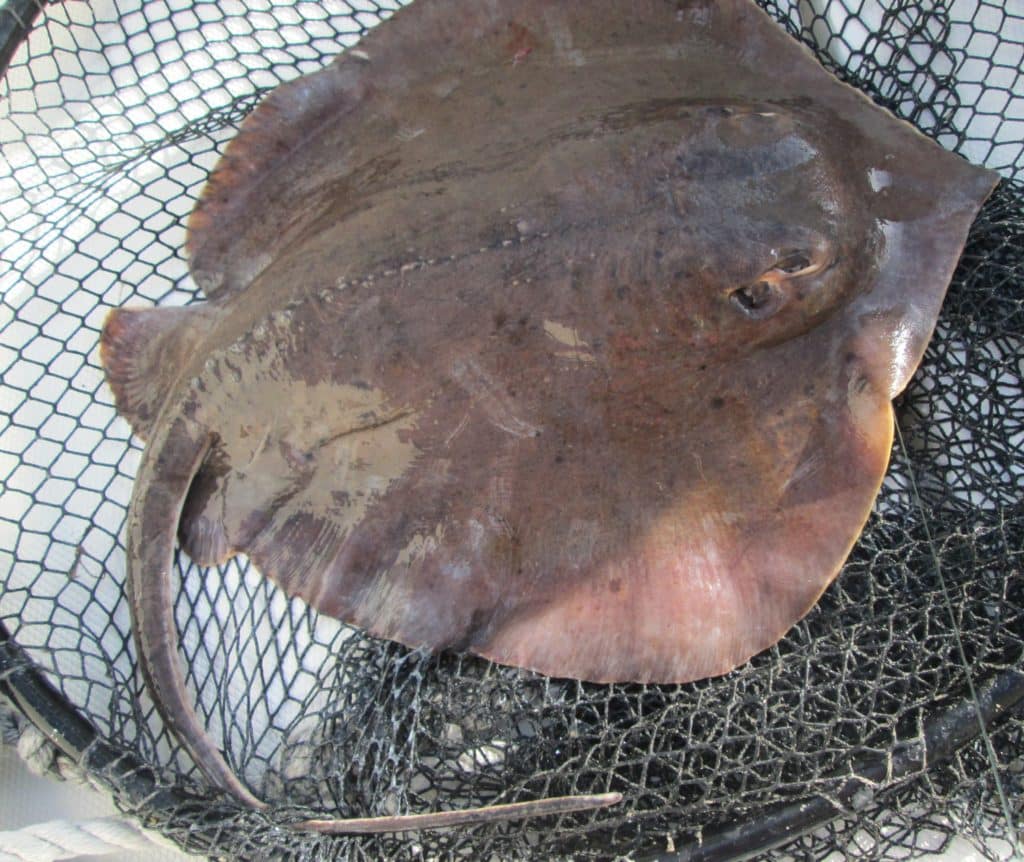 Stingray in a fishing net