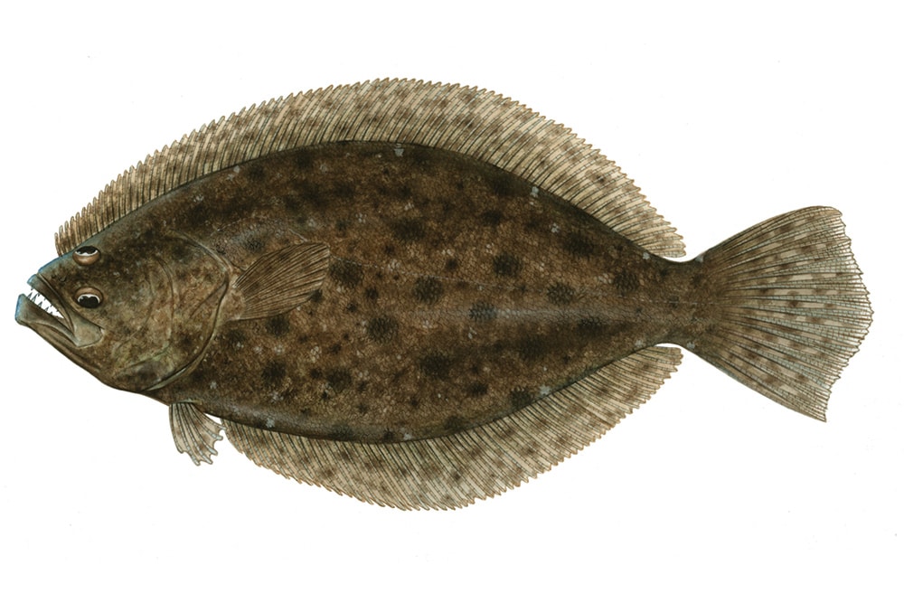 Southern flounder