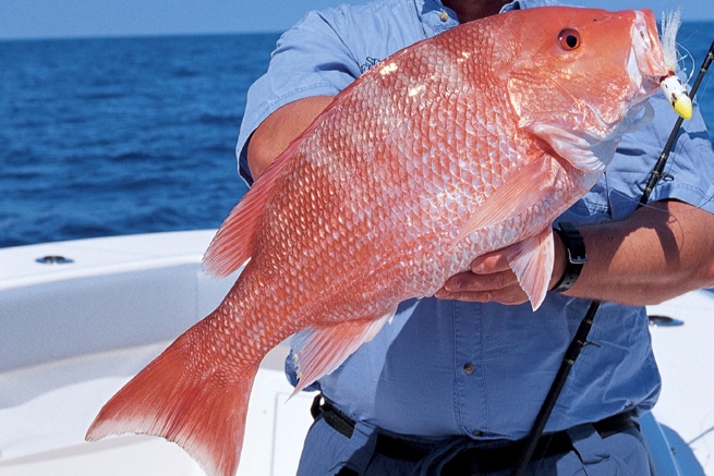 sow-red-snapper-1.jpg