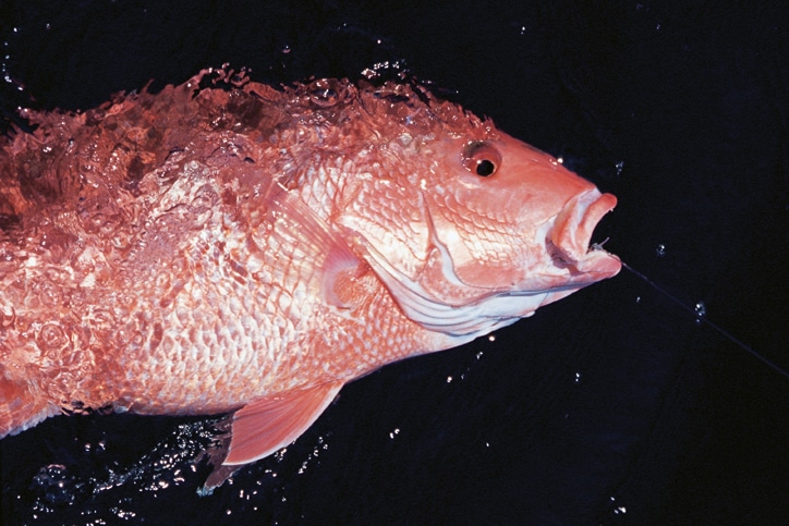 sow-red-snapper-2.jpg