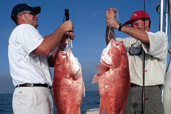 sow-red-snapper-4.jpg