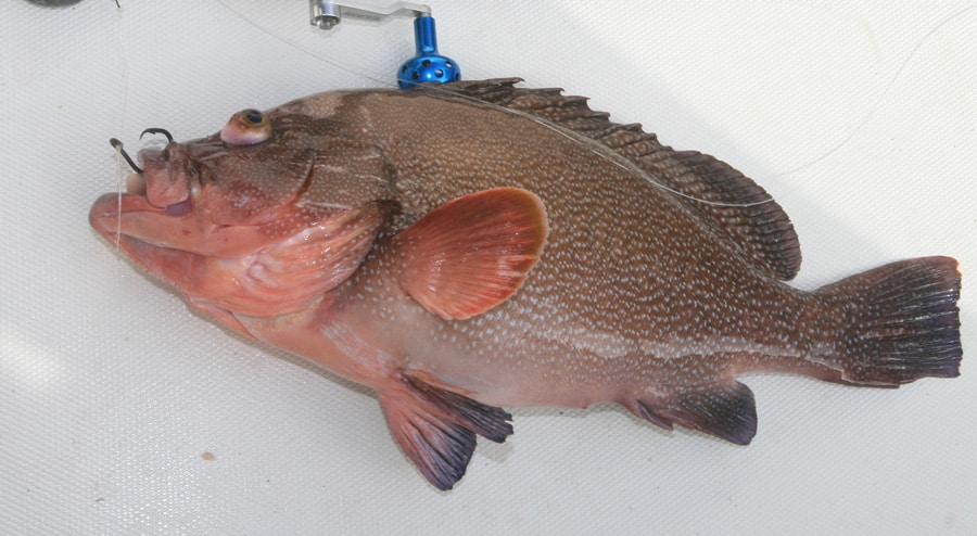 speckled_hind_gulf_of_mexico_louisiana.jpg