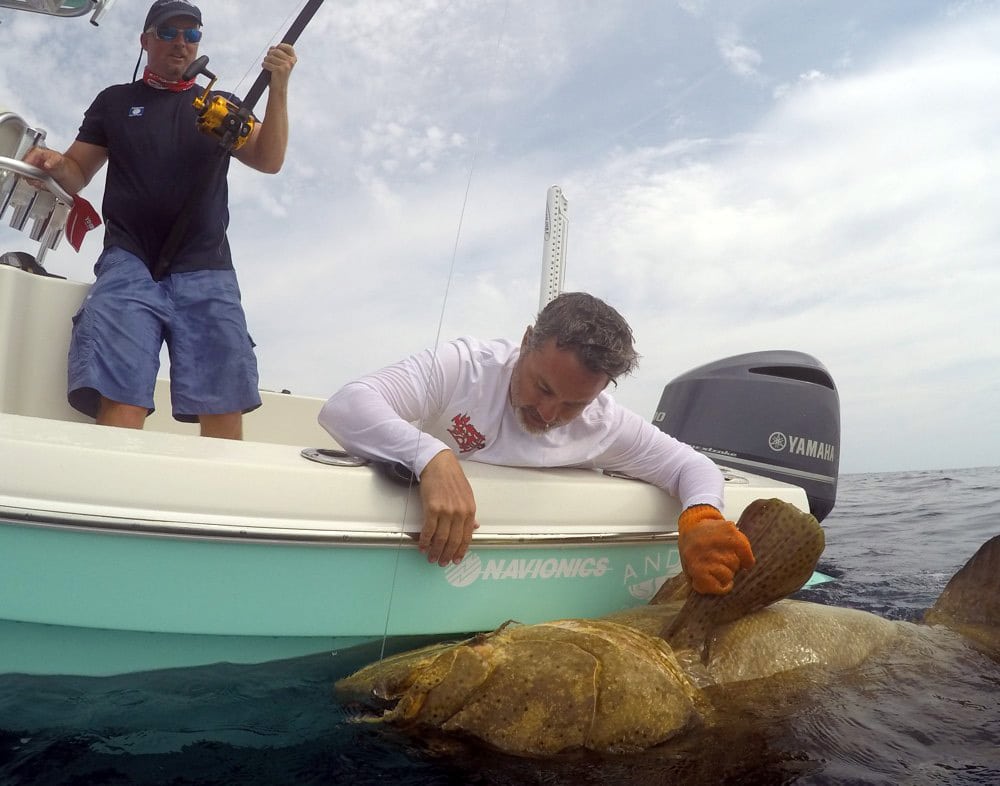 Goliath Grouper Harvest in Florida?