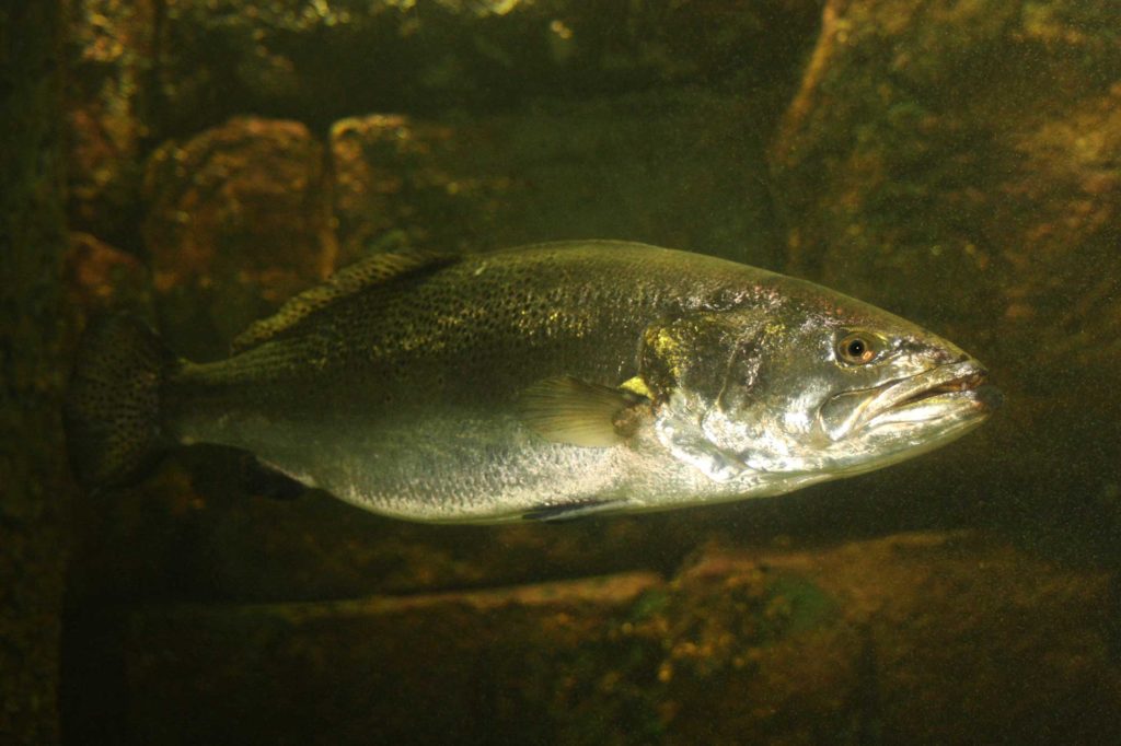 A big trout lurks under water along the Texas and Louisiana coasts.