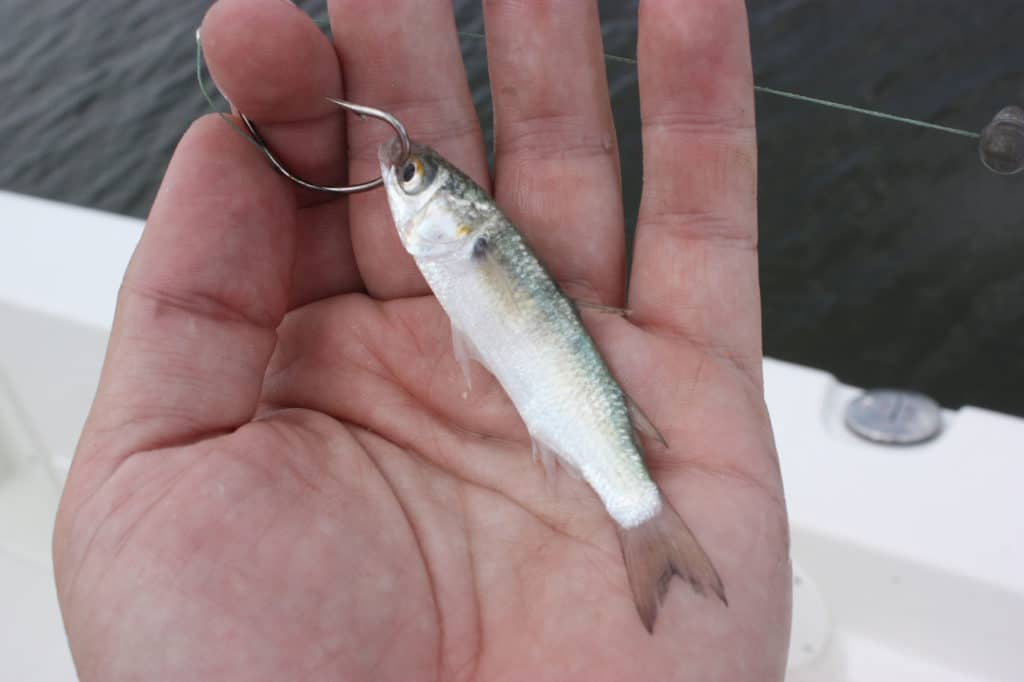 Finger mullet bait