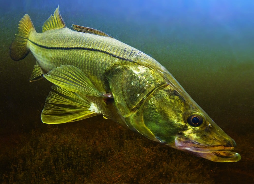 underwater snook caught fishing Everglades Florida