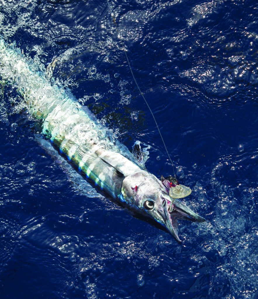 Wahoo fishing out of Venice, Louisiana - wahoo on a deep-diving plug