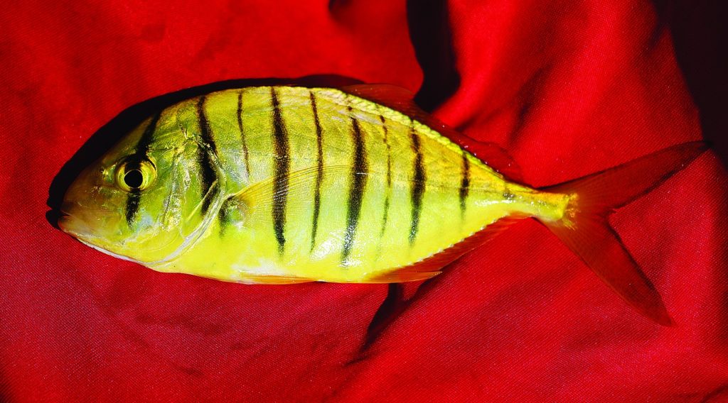 Strange Fishes from the Deep - golden trevally