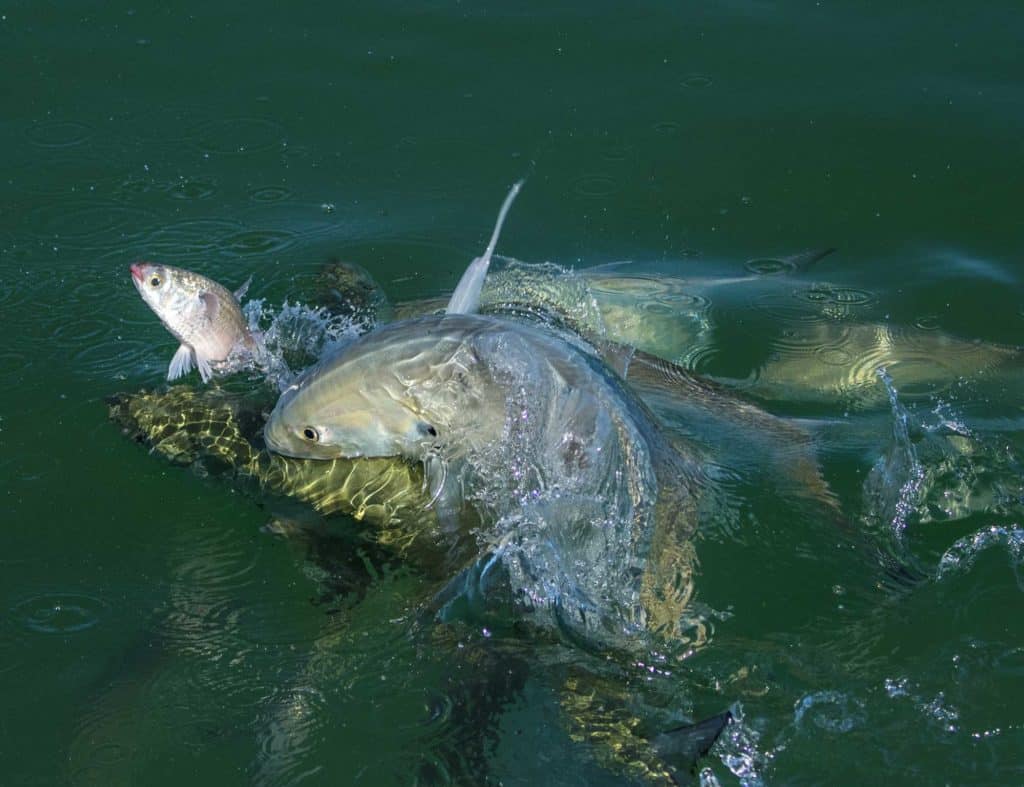 Extraordinary Photos from Sport Fishing's "Last Cast" Pages, 2018