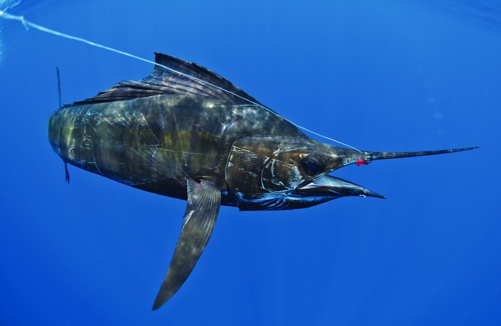 Underwater view of a sailfish