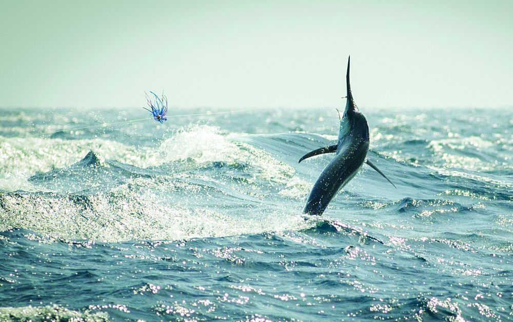 A marlin leaps from a rough ocean