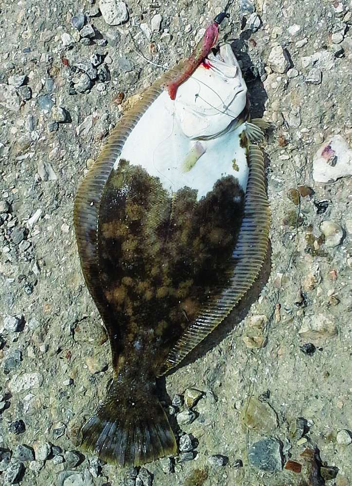 Flounder with white on its pigmented side