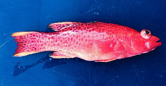 Elegant anthias are a basslet belong to the grouper family