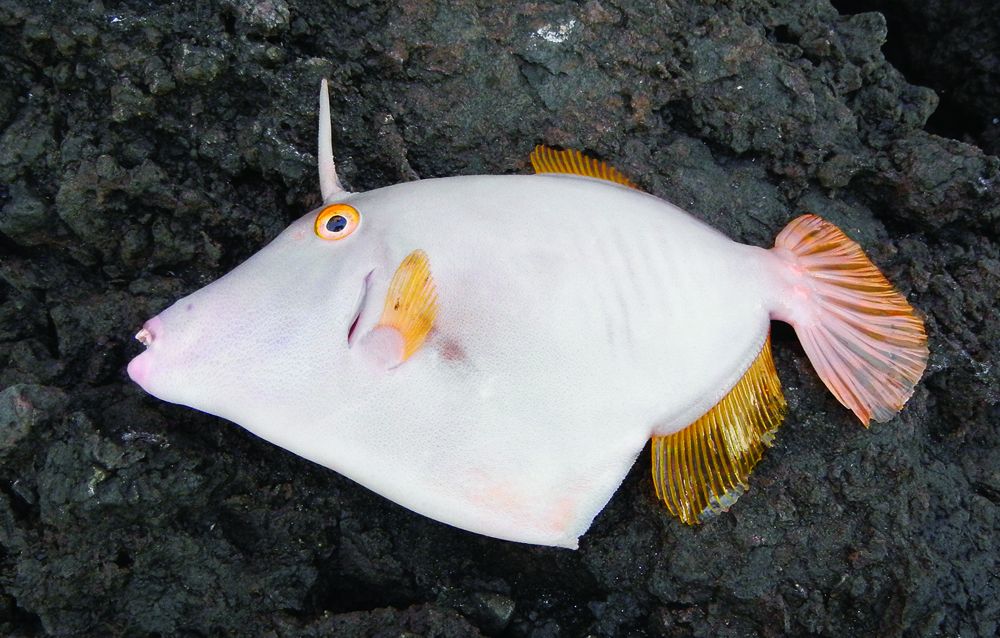 A barred filefish in Hawaii