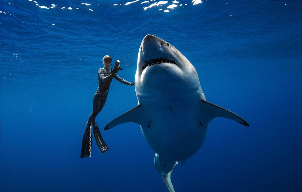 See the Largest Great White Shark Ever Filmed