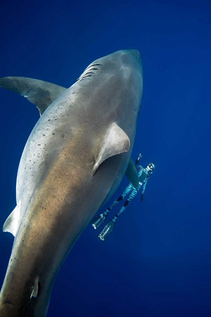 See the Largest Great White Shark Ever Filmed