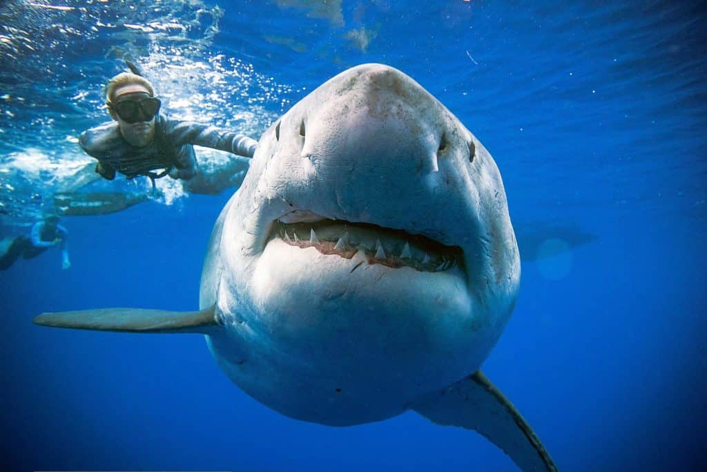 See the Largest Great White Shark Ever Filmed