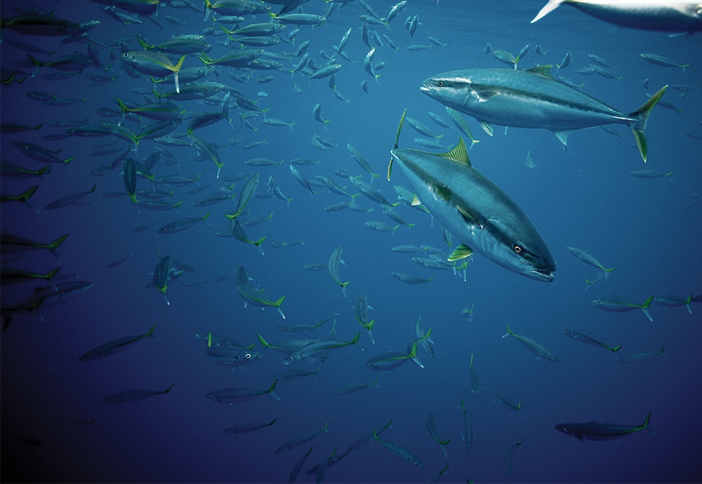 California yellowtail fish swimming underwater