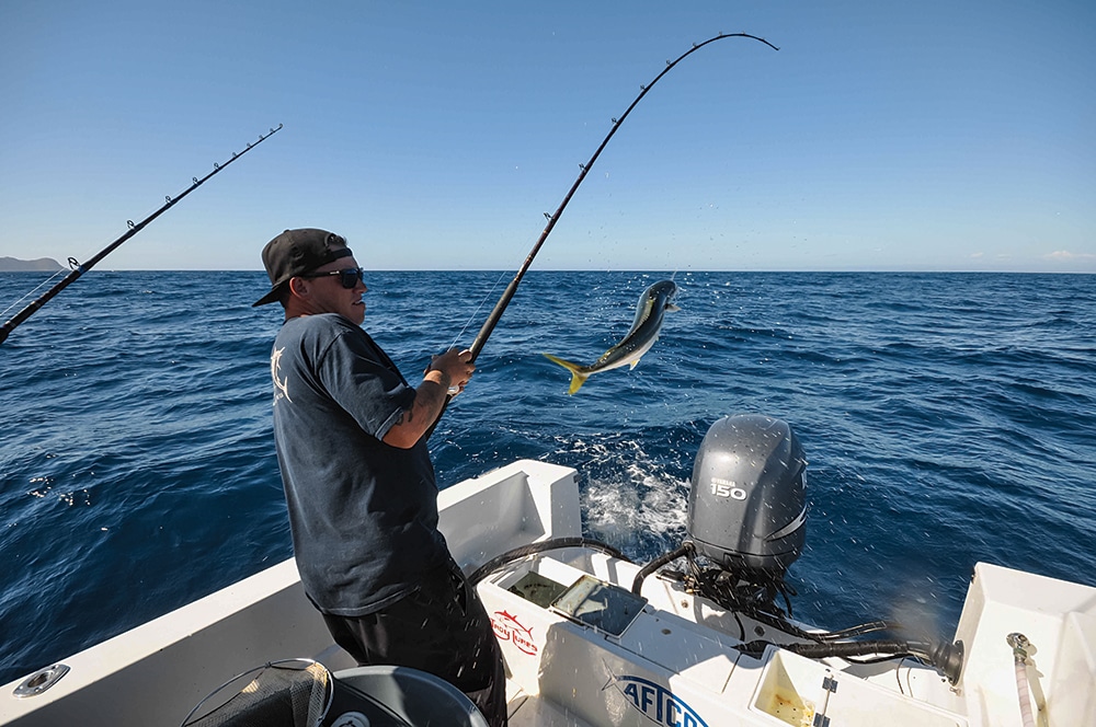 Angler swinging California yellowtail fish about fishing boat