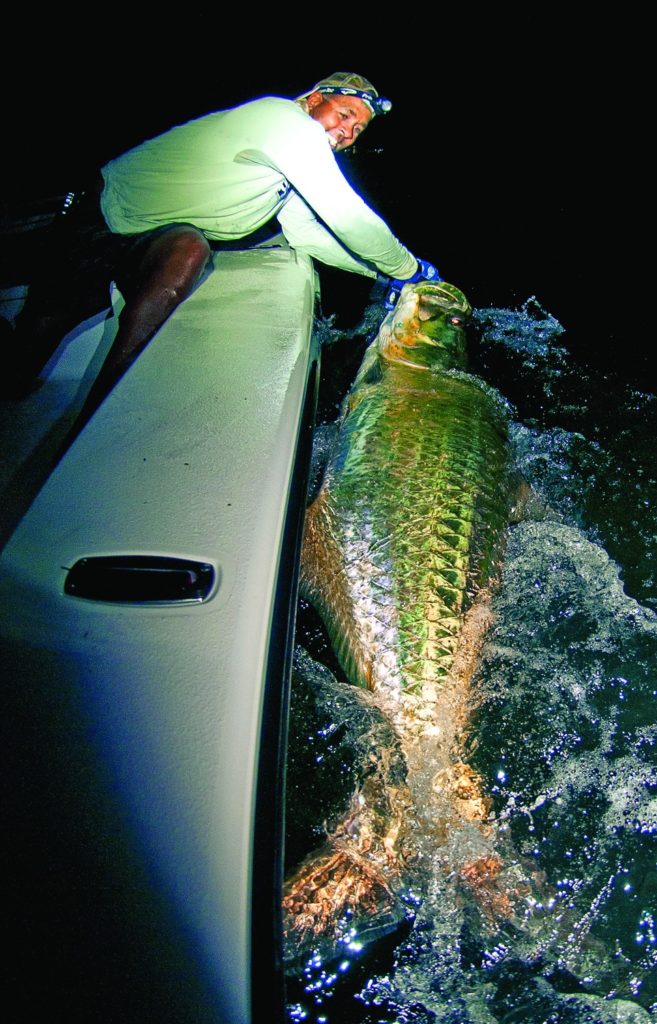 huge tarpon