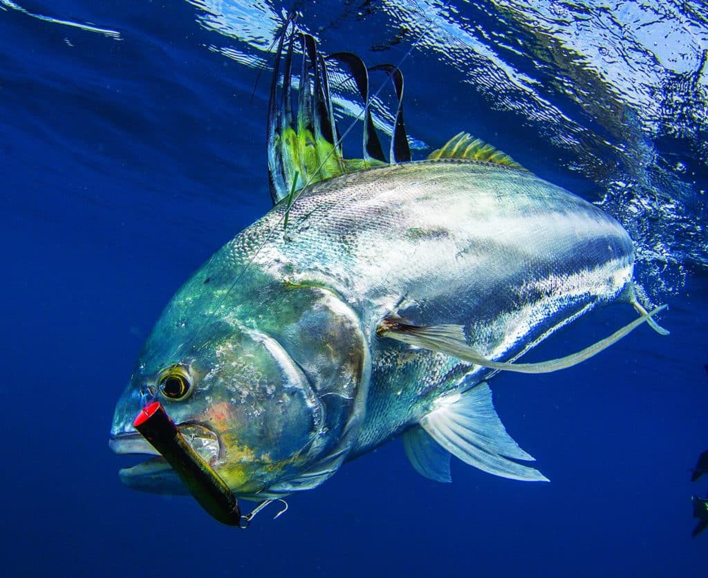 Roosterfish on a popper, southern Costa Rica
