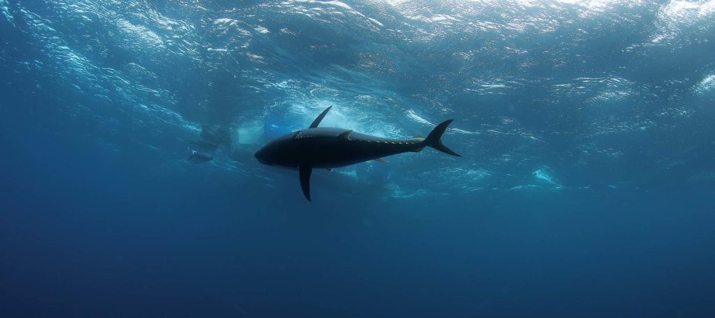 Catch Massive Bluefin Tuna on Lures