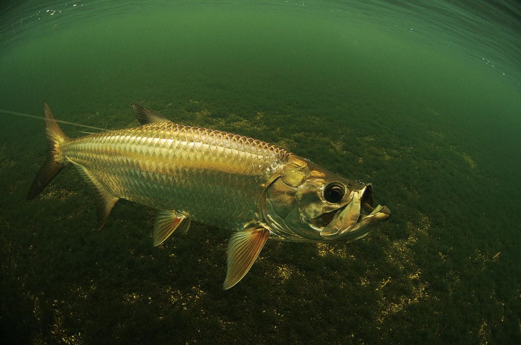 Fast Fishing Around Six International Airports